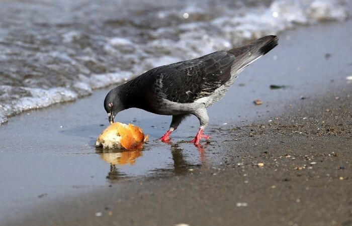 pigeon eating bread on beach