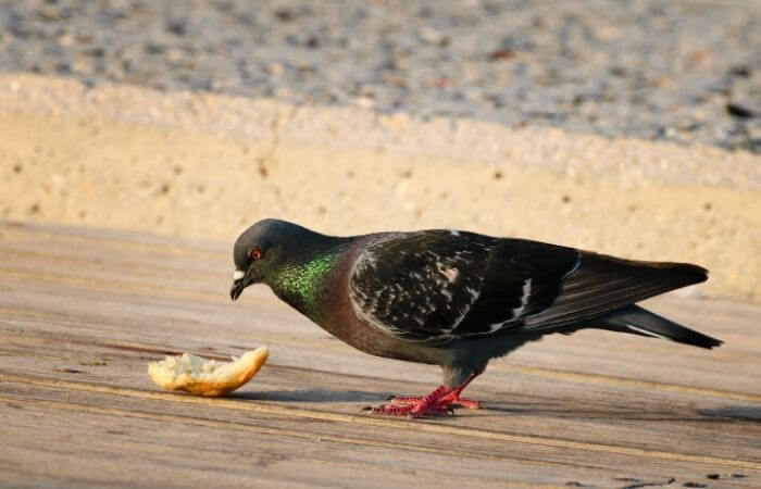 pigeon eating bread