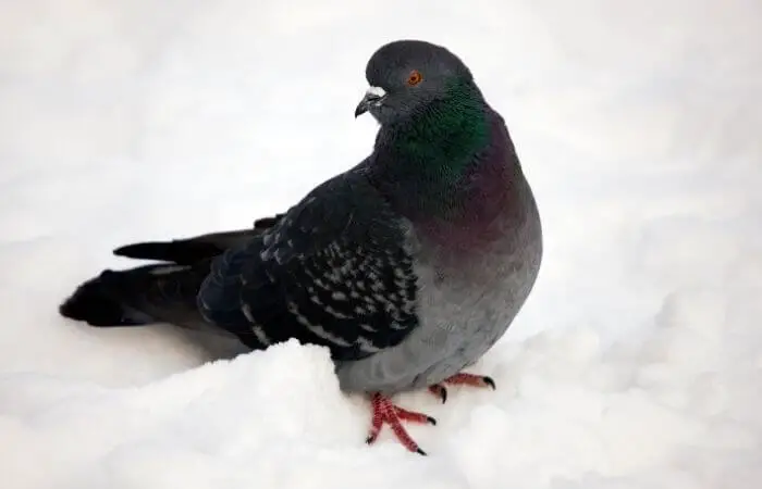 pigeon in cold weather