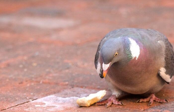 pigeon receiving training treat