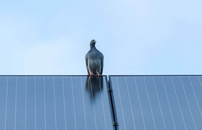 pigeon sat on solar panel