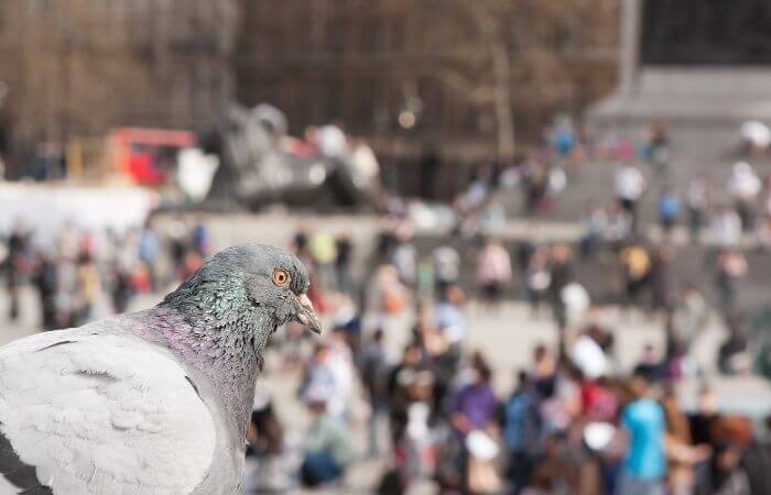 pigeon searching for food in the city