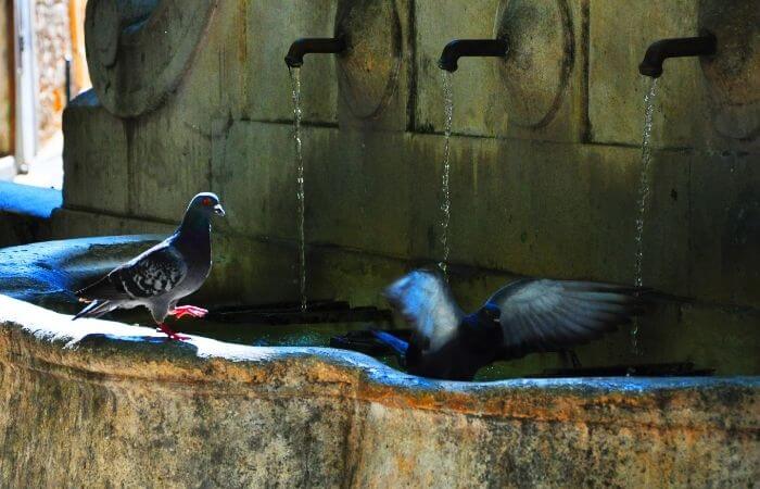 pigeons bathing