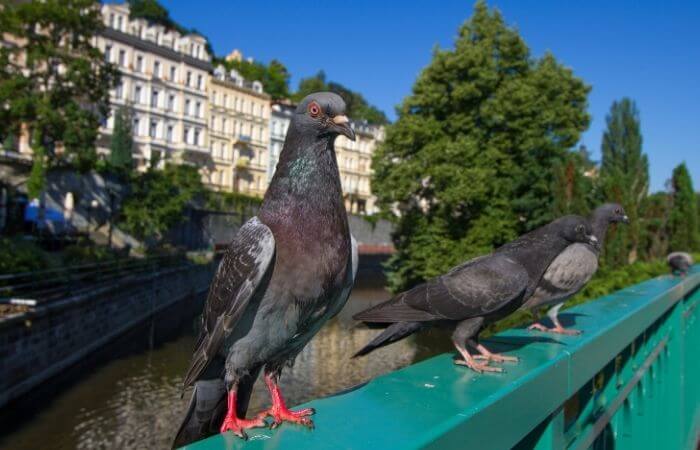 pigeons dont fit into most peoples imaginative geography