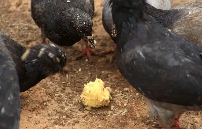 pigeons eating bread