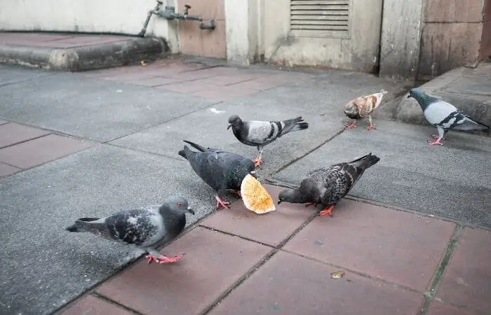 pigeons eating human food waste