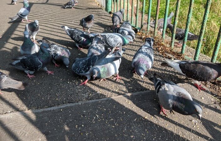 pigeons eating seed