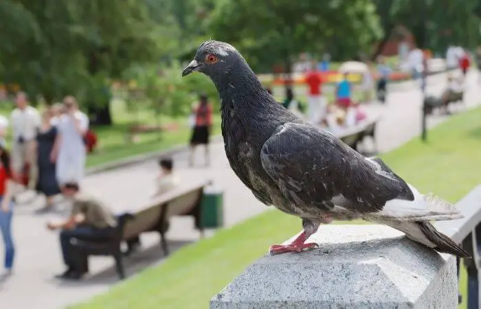 pigeons have received a lot of unwarranted bad press