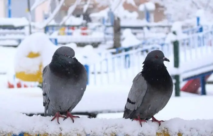 pigeons in snow