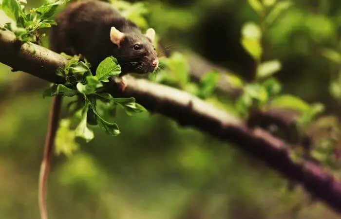 rat up a tree