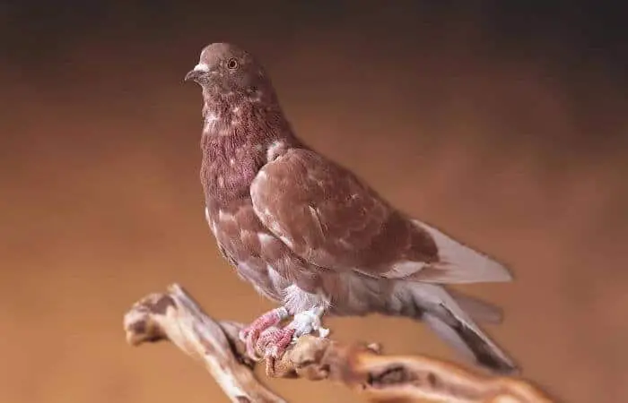 war time carrier pigeon