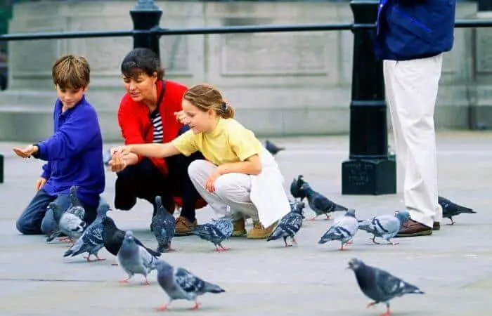 city pigeons