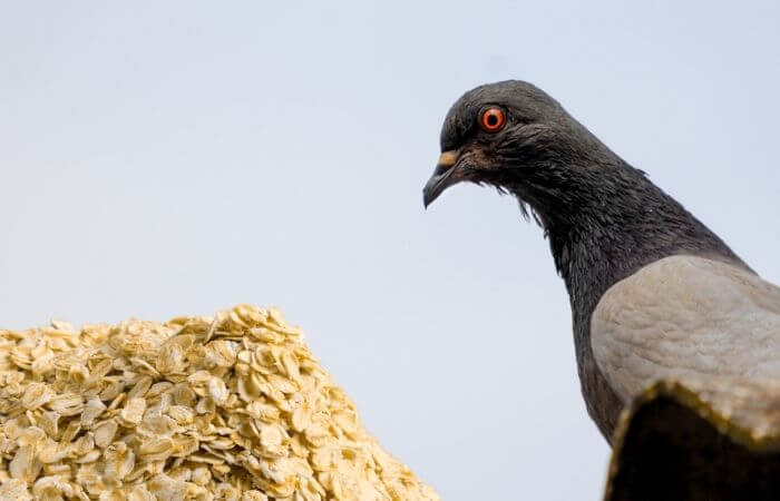 do pigeons eat oats