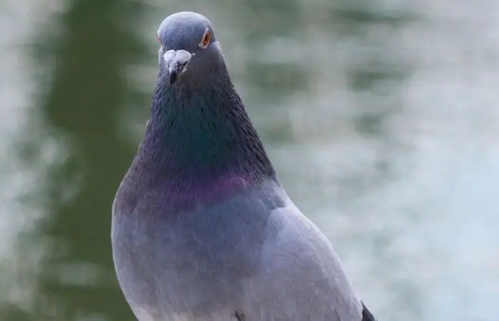 Do Pigeons Have Feelings? 