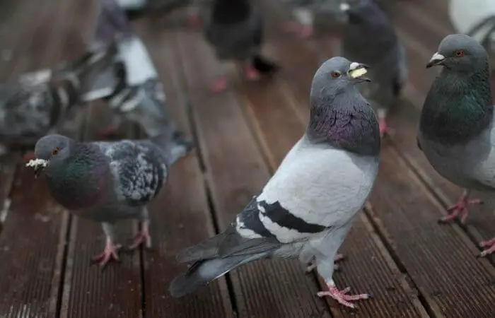food attracts pigeons