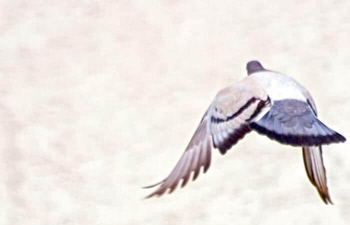 pigeon circling