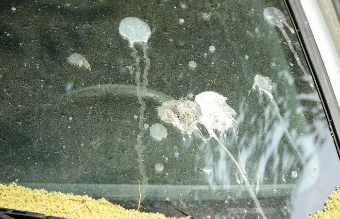 pigeon guano on car windshield