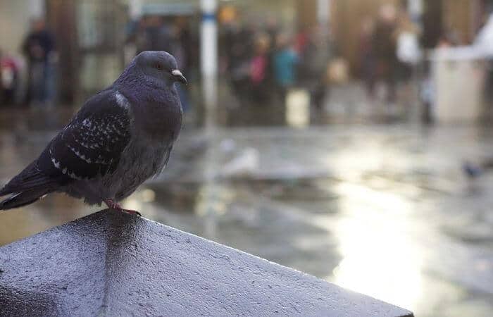 pigeon in city