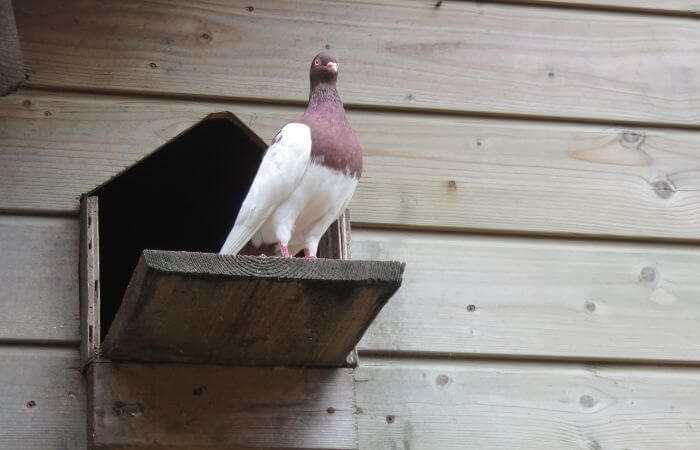 pigeon keeping for beginners