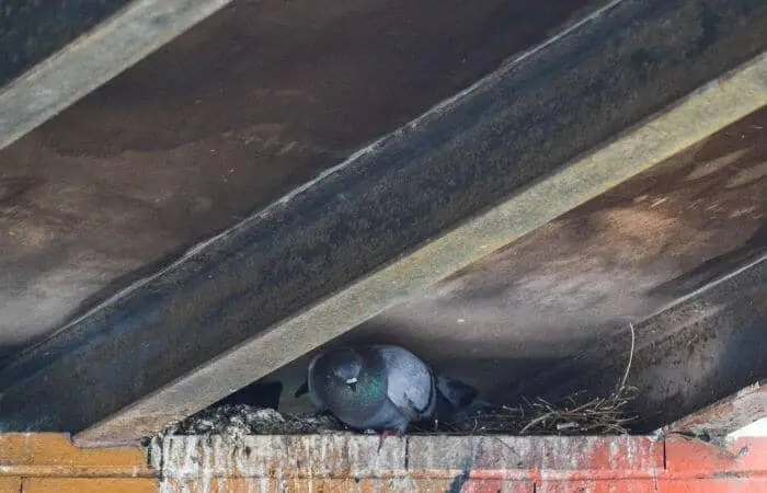 pigeon nesting habits