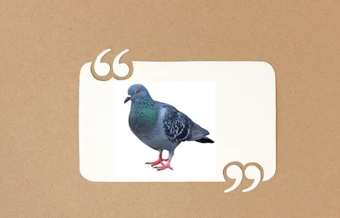 pigeon quotes