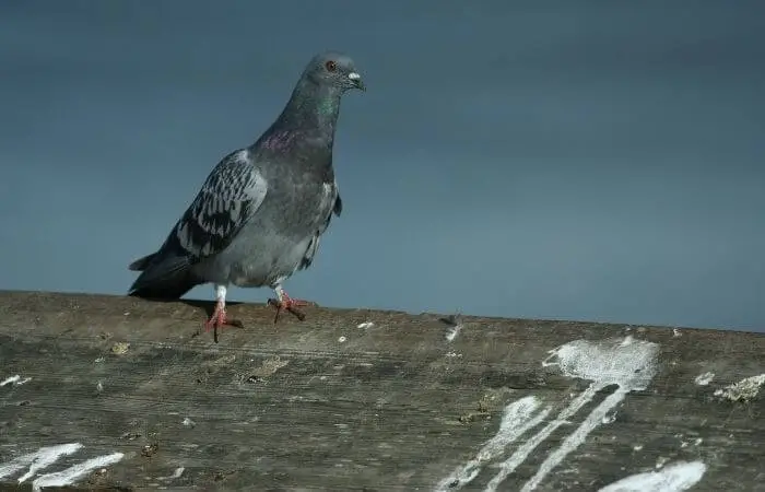 pigeon on roof