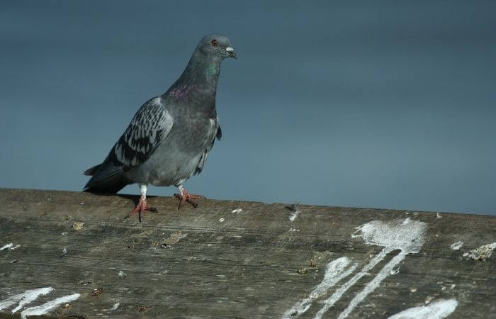 pigeon repellent gel