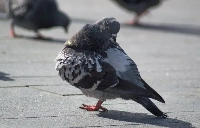 pigeon scratching lice