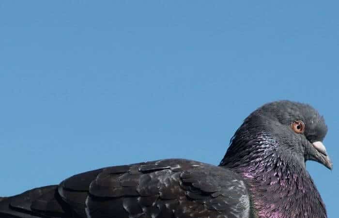 pigeon sitting down