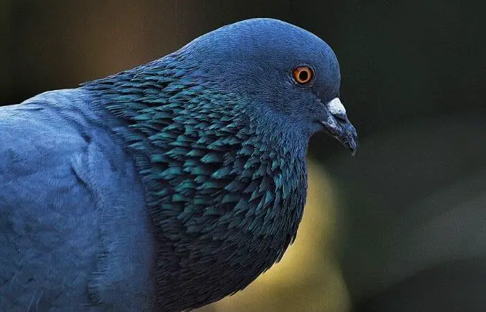 pigeon with a puffed up chest