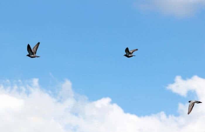 pigeons circling to get orientated