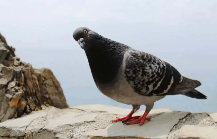 pigeons used to live exclusively in cliffs