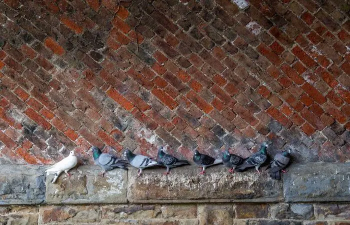 shelter attracts pigeons