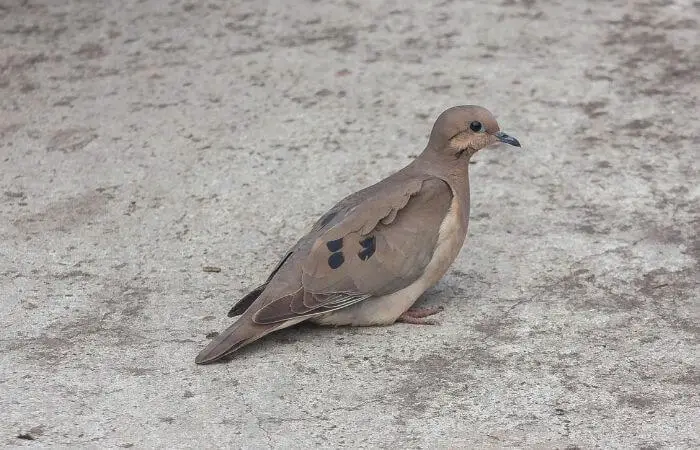 what pigeons can you eat
