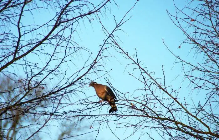 wild pigeon