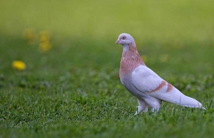 attractive pigeon