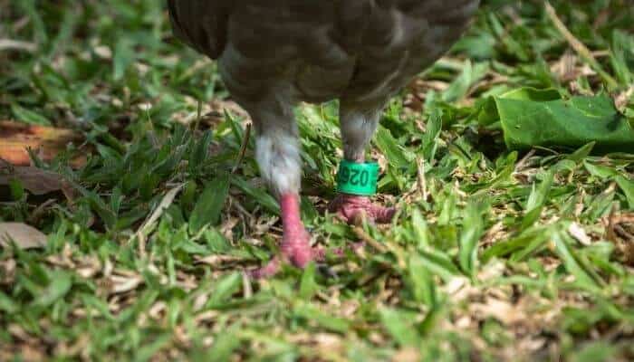 pigeon banding