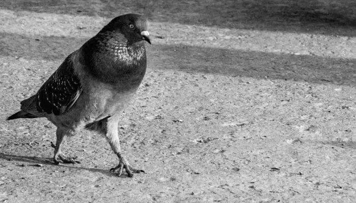 aggressive pigeon