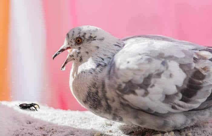 do pigeons eat insects