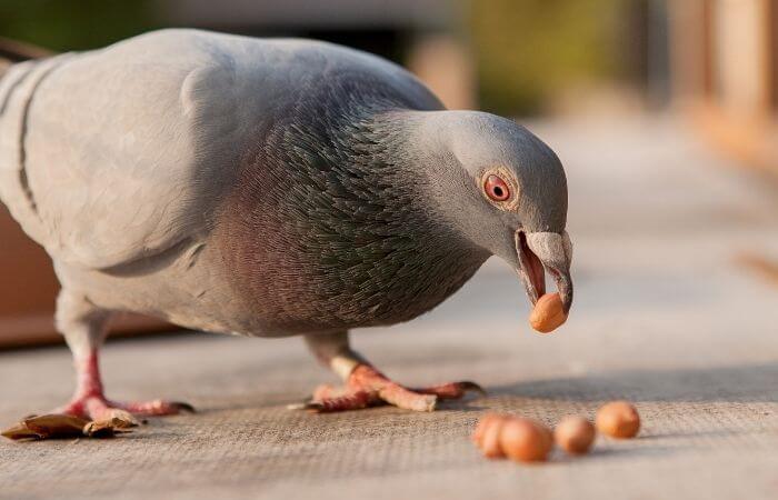 pigeon eating peanuts