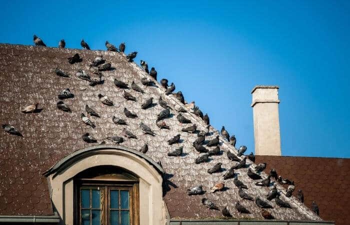 pigeons all over roof