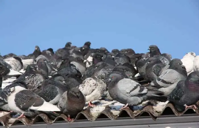 pigeons everywhere