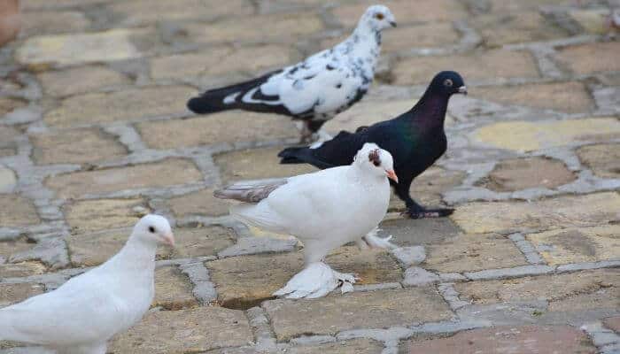 tumbler pigeons sitting