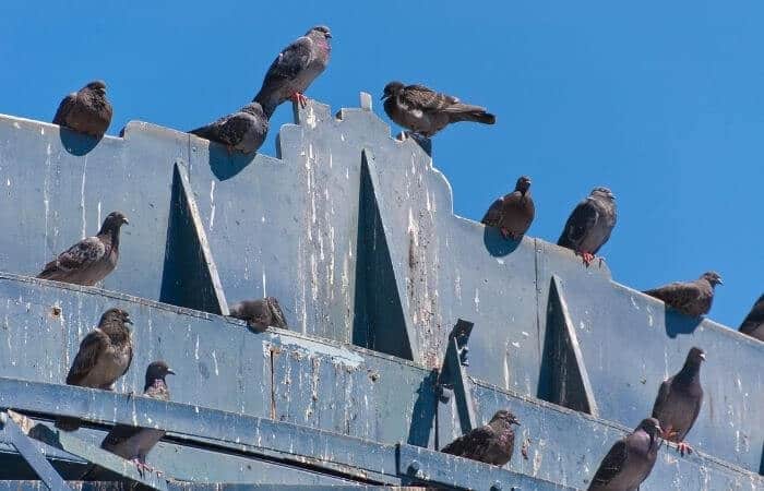 why do pigeons poop so much