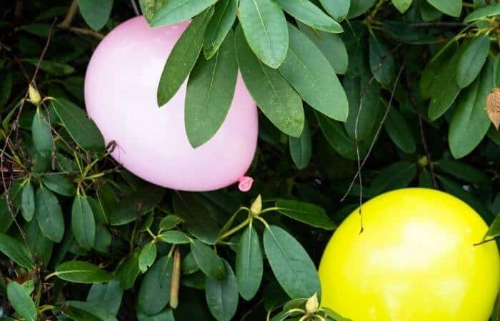 balloons on plants