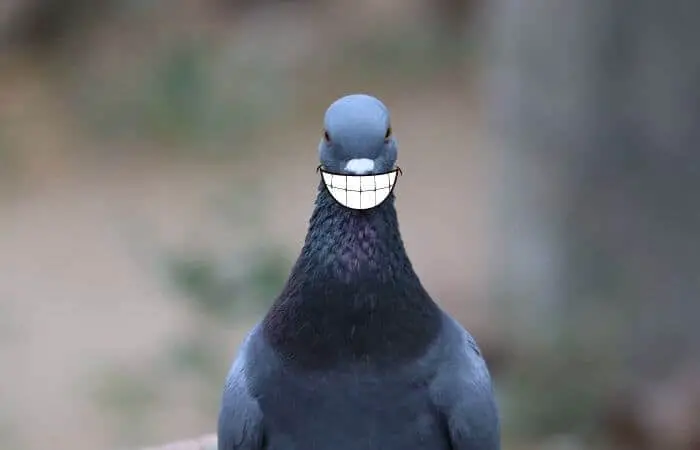 pigeon with fake teeth
