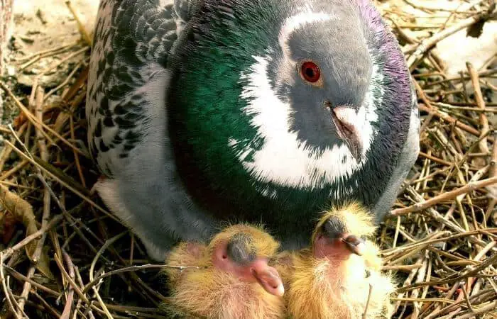 do pigeons kill their babies