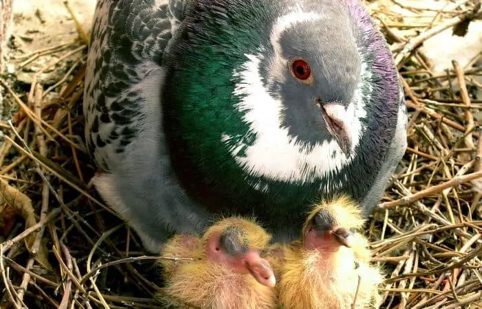 baby pigeon