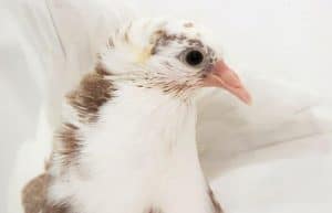 The Complete Guide To Pigeons (Columbidae) – Pigeonpedia