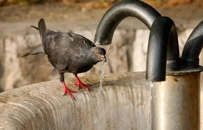 how do pigeons drink